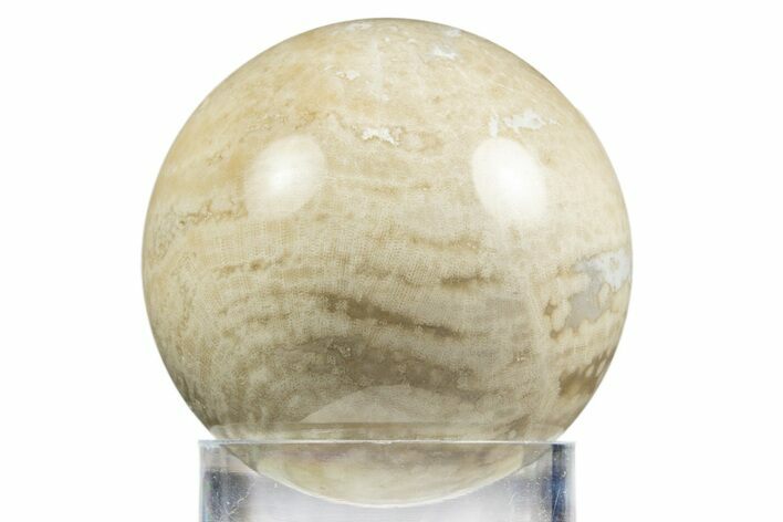 Polished Agatized Fossil Coral Sphere - Indonesia #311532